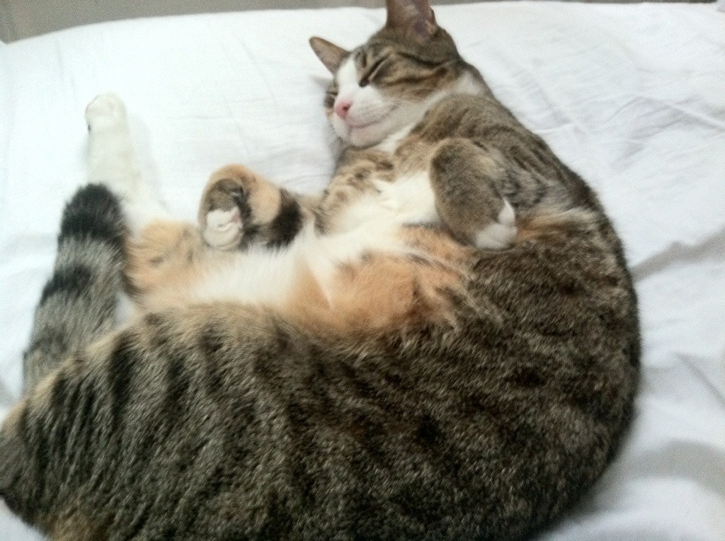 仰泳技术进化,入水角度更为精准,仰泳入门教程