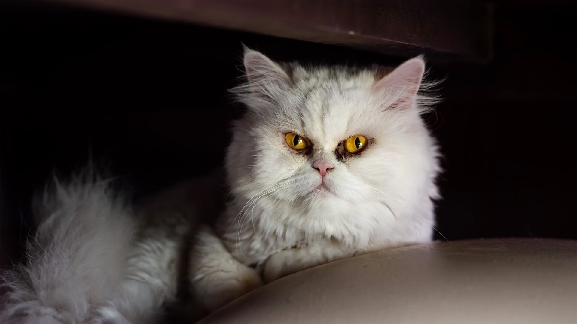 切尔西调整中后场结构提升稳定性,切尔西最强中场组合