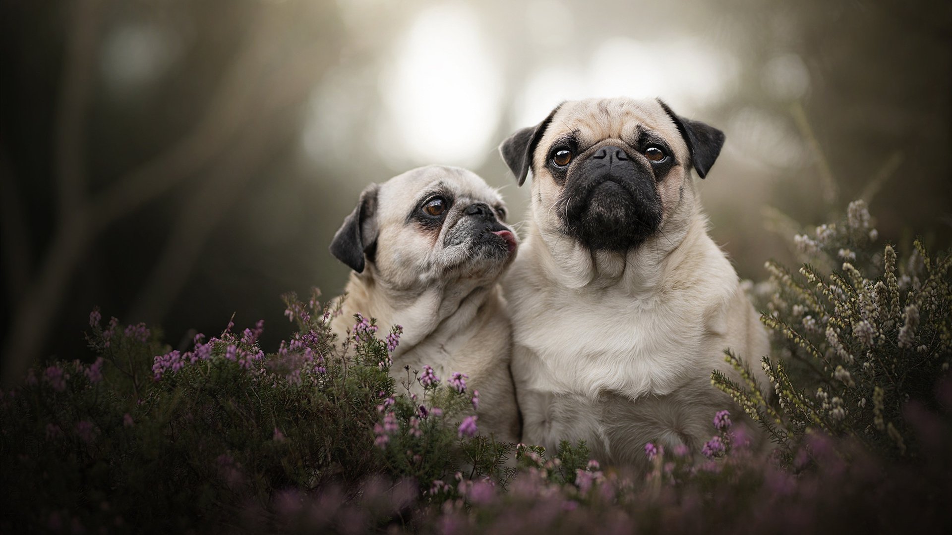奥运备战名单出炉全员蓄势待发，运动员奥运会备战多久