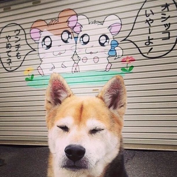 女队新秀速度惊人 游进前四，新秀女团是真的吗