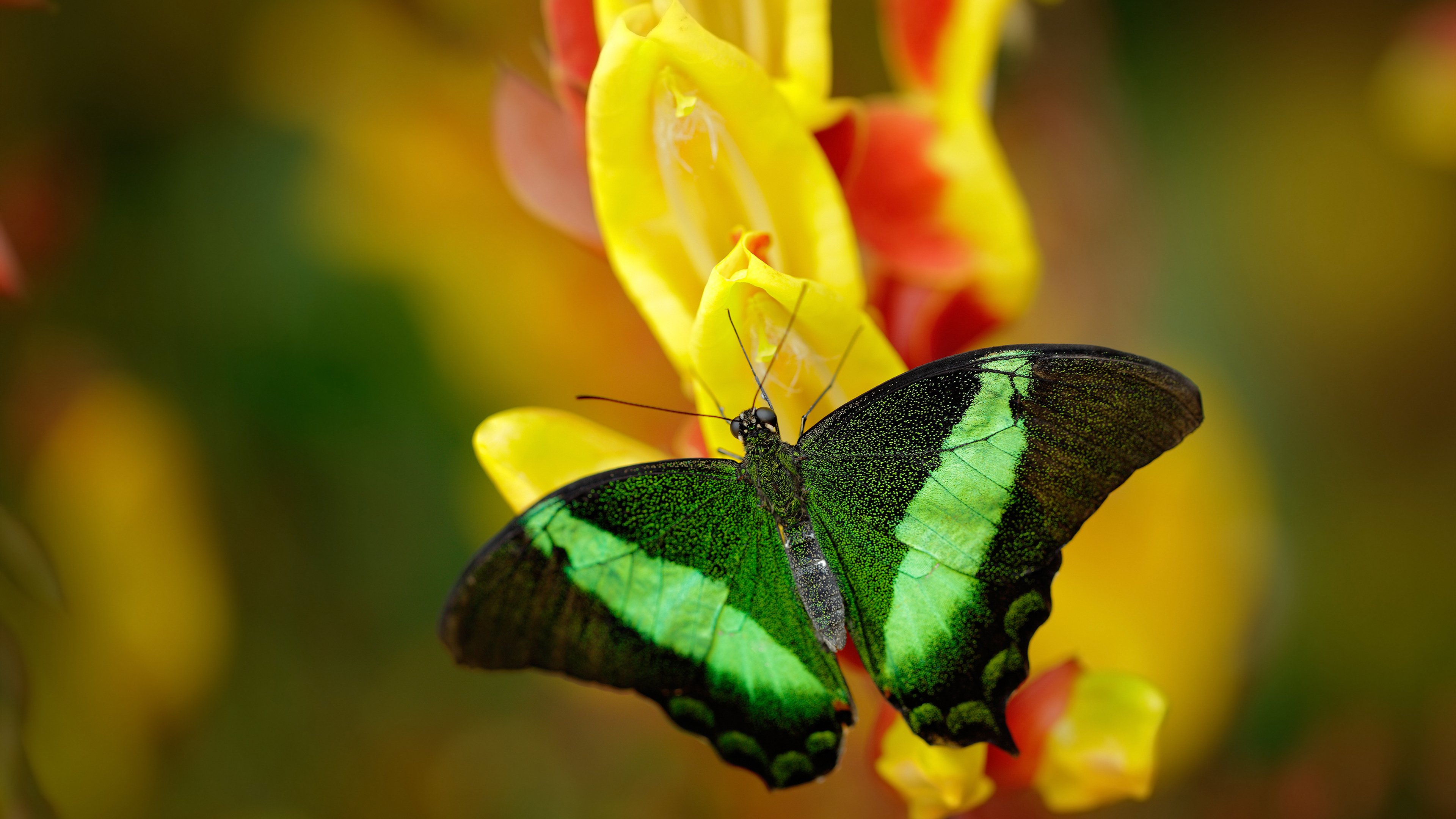 斯图加特反击效率提升助力连胜,斯图加特as