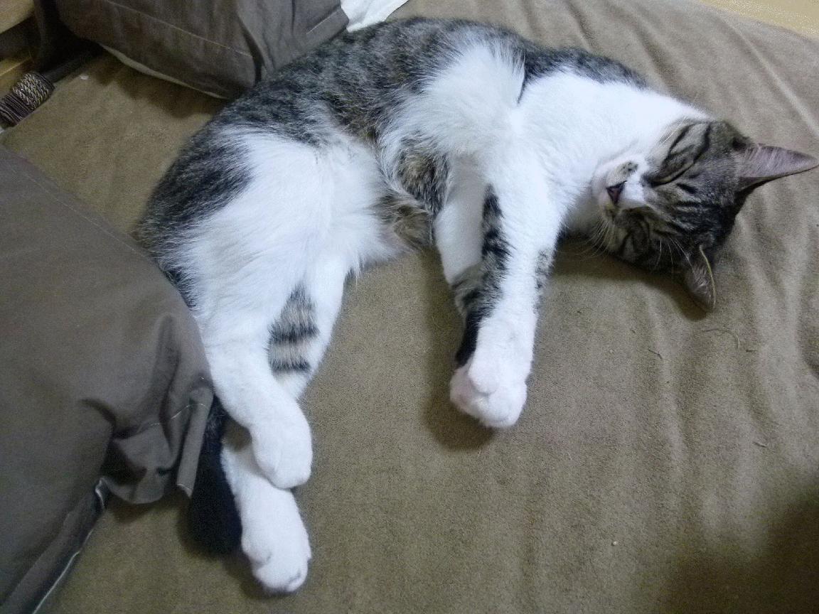 球员海外集训模式回归有待评估成效,海外球员百度贴吧