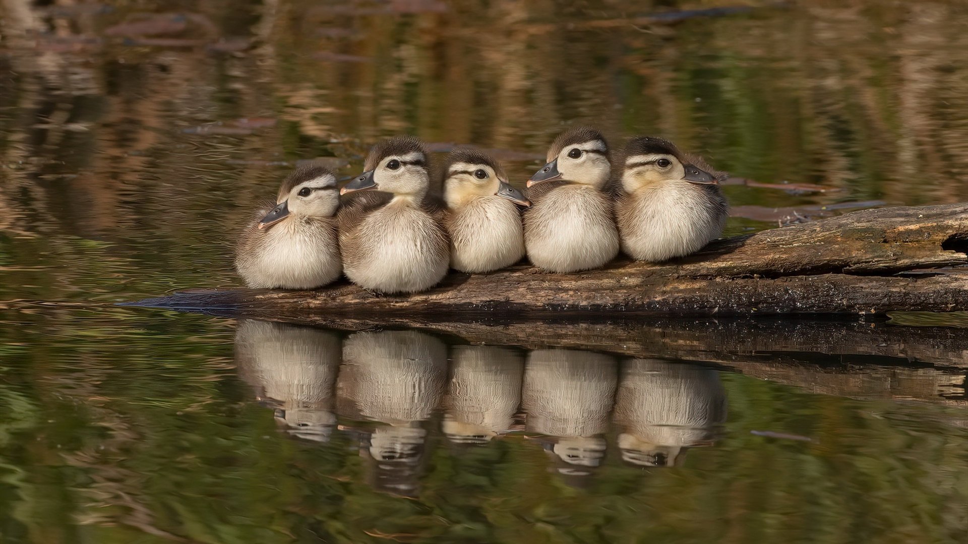 高密度赛程下的轮换策略成为胜负分水岭