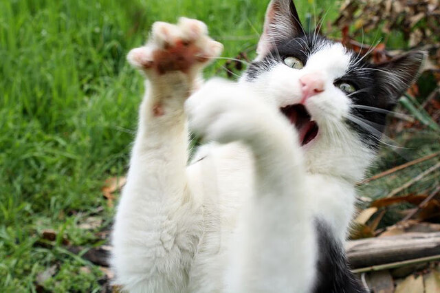 “亚戈·卡尔曼的强硬风格与全面技术，让美洲狮队在世界赛场中称霸”