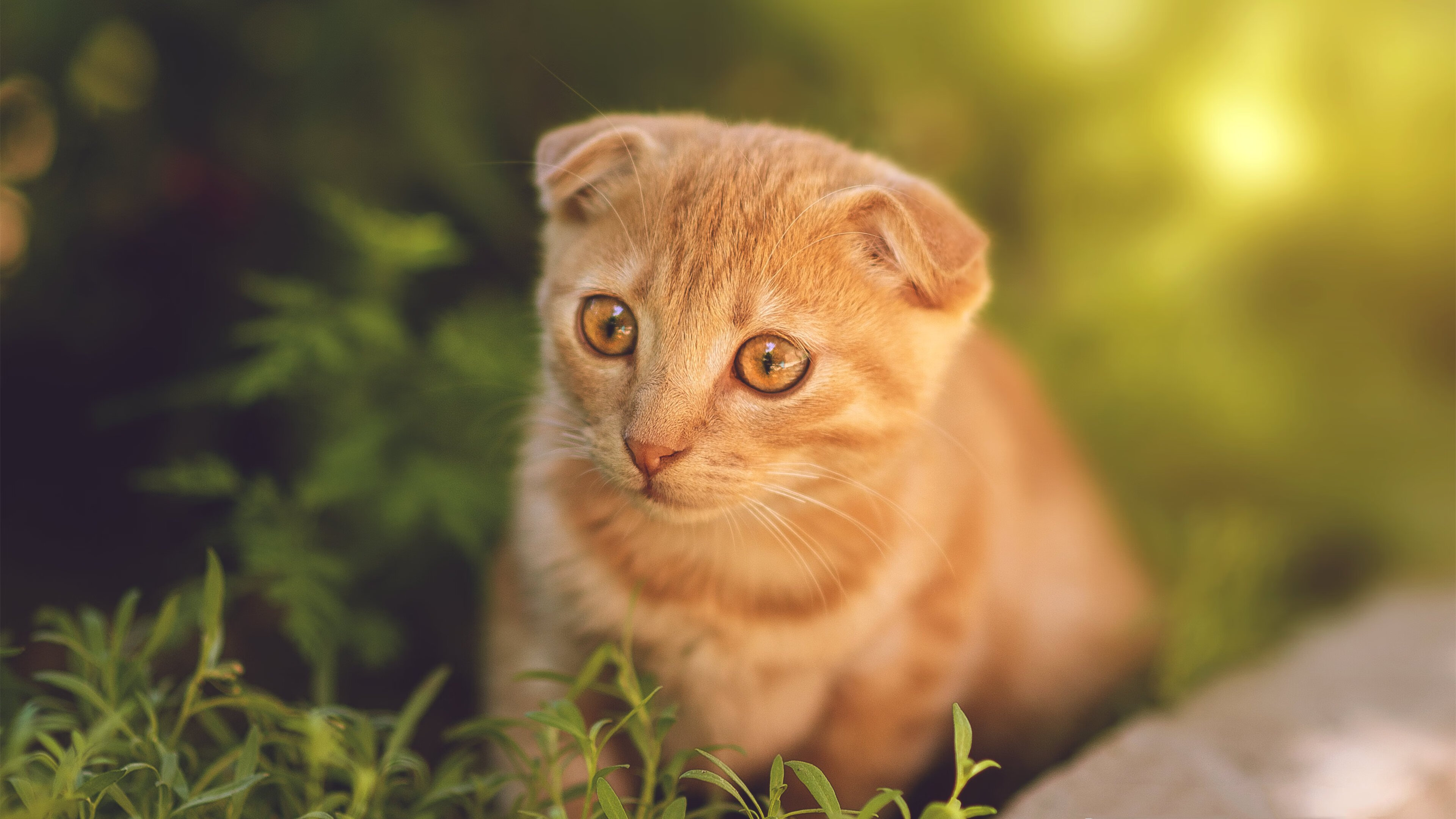 中超引入智能语音助手辅助教练赛中快速沟通，中超最新主教练名单