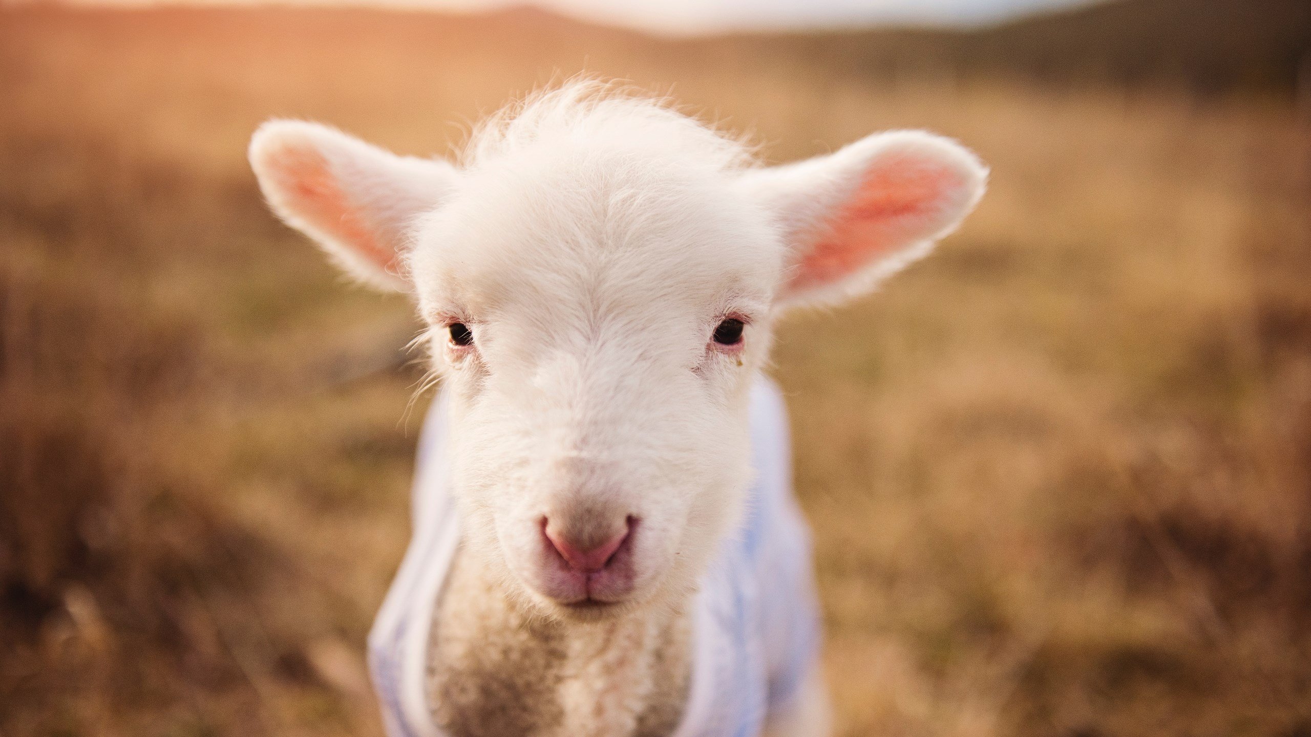 体育产业投资者峰会聚焦发展新机遇，体育产业资讯