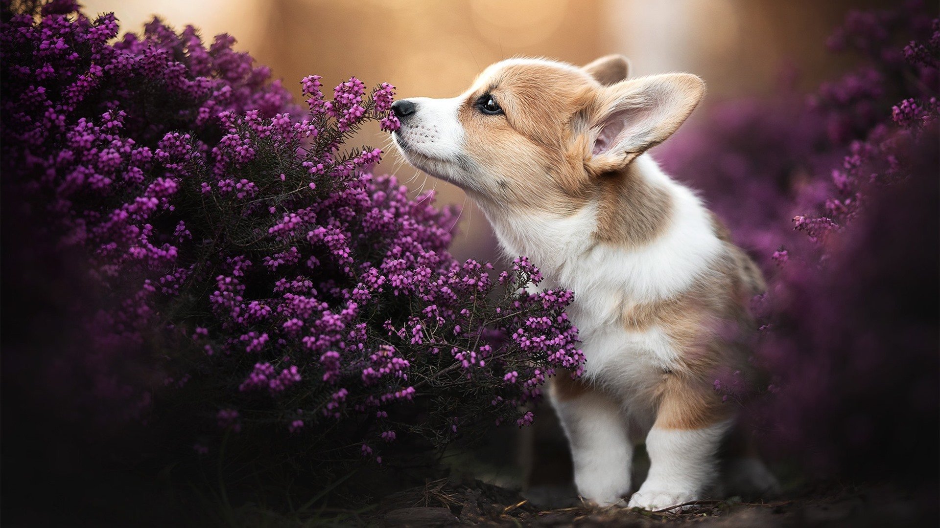 凯尔·查默斯用坚韧精神征服赛场挑战，查尔斯&凯斯