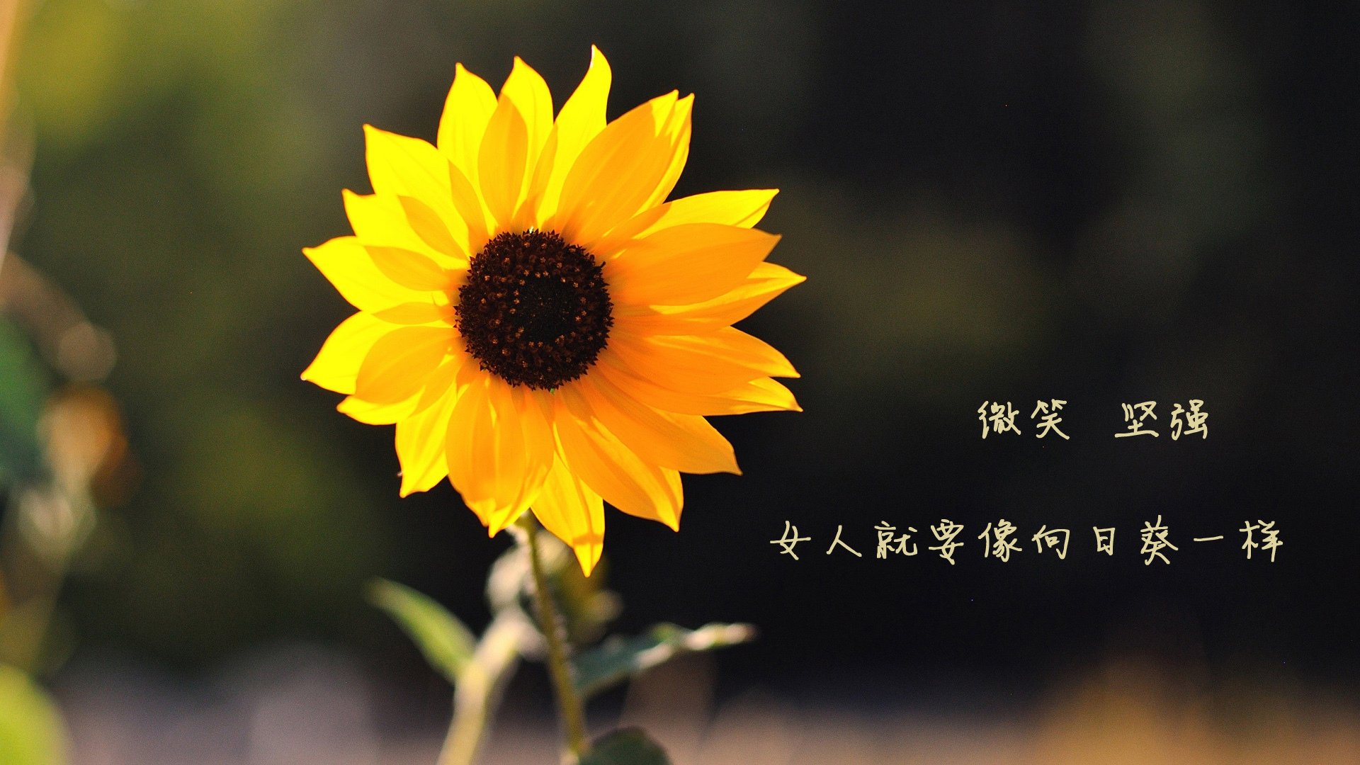 全黑队的配合精妙，攻防转换迅速流畅，全黑队服