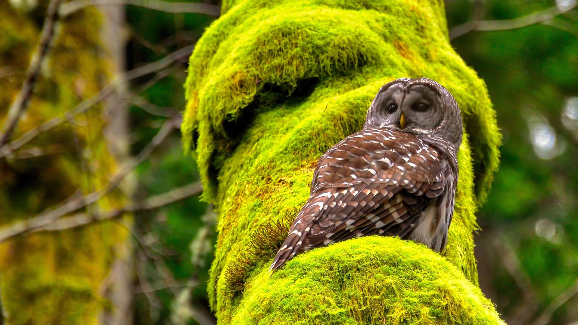 南非羚羊队:以强硬的防守反击与多点进攻锁定胜局,南非跳羚队